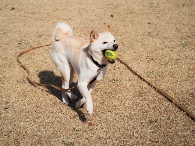 ロープ付きボールをくわえる柴犬