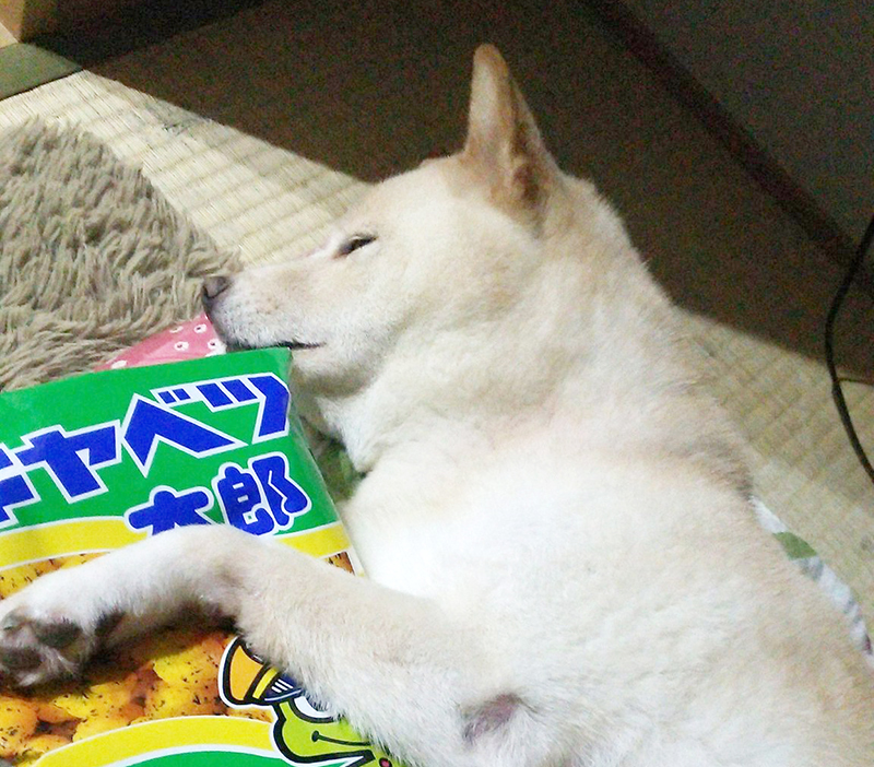 お菓子と柴犬