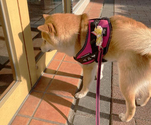 店をのぞきこむ柴犬