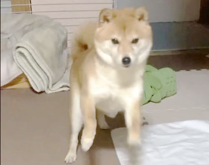 ジャンプする柴犬