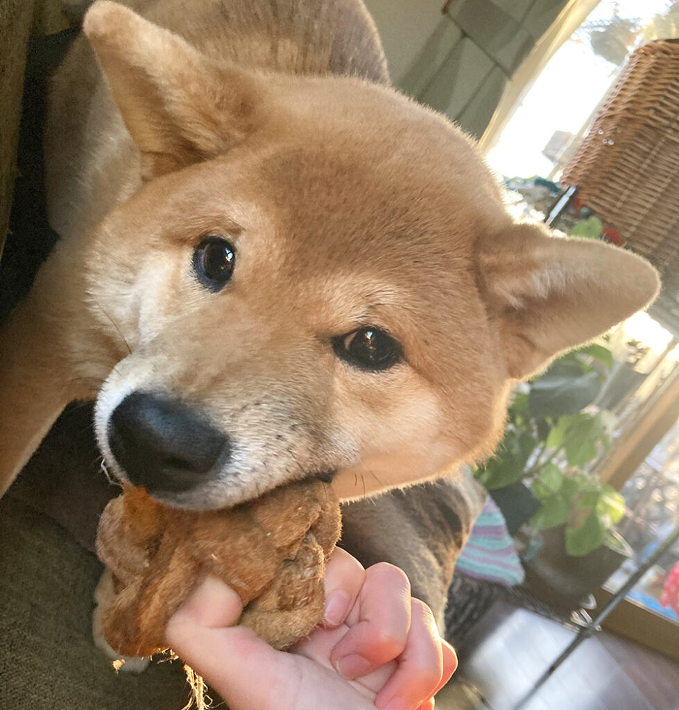 おもちゃをかじる柴犬