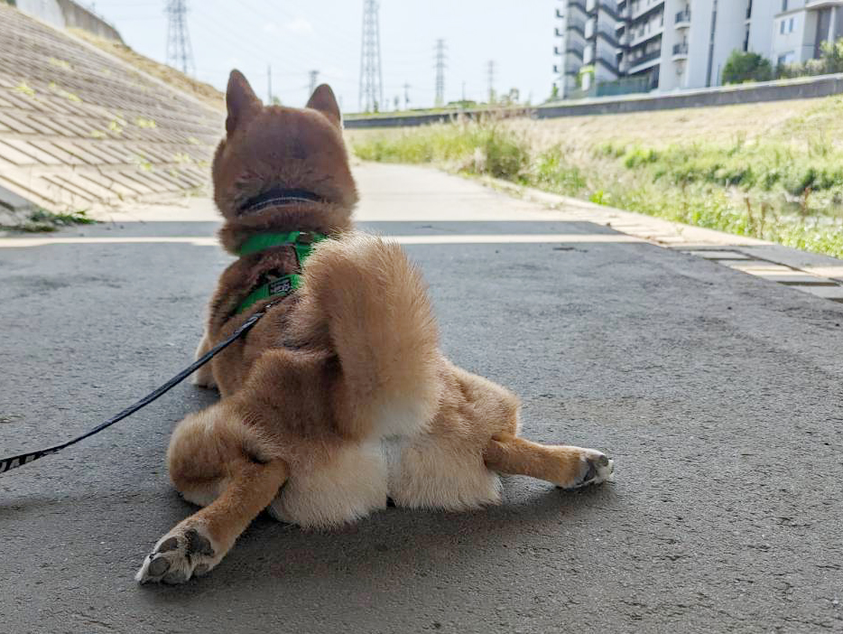 ふせをする柴犬