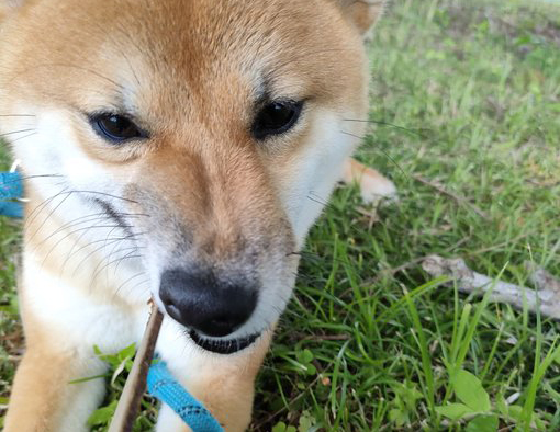 枝を噛む柴犬