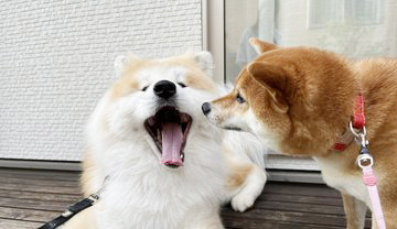 柴犬と秋田犬