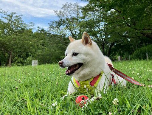 野原の柴犬