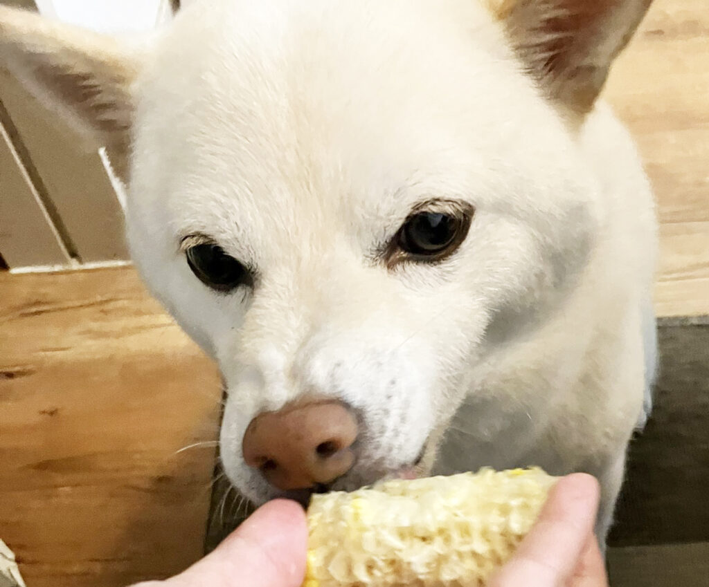 とうもろこしをかじる柴犬