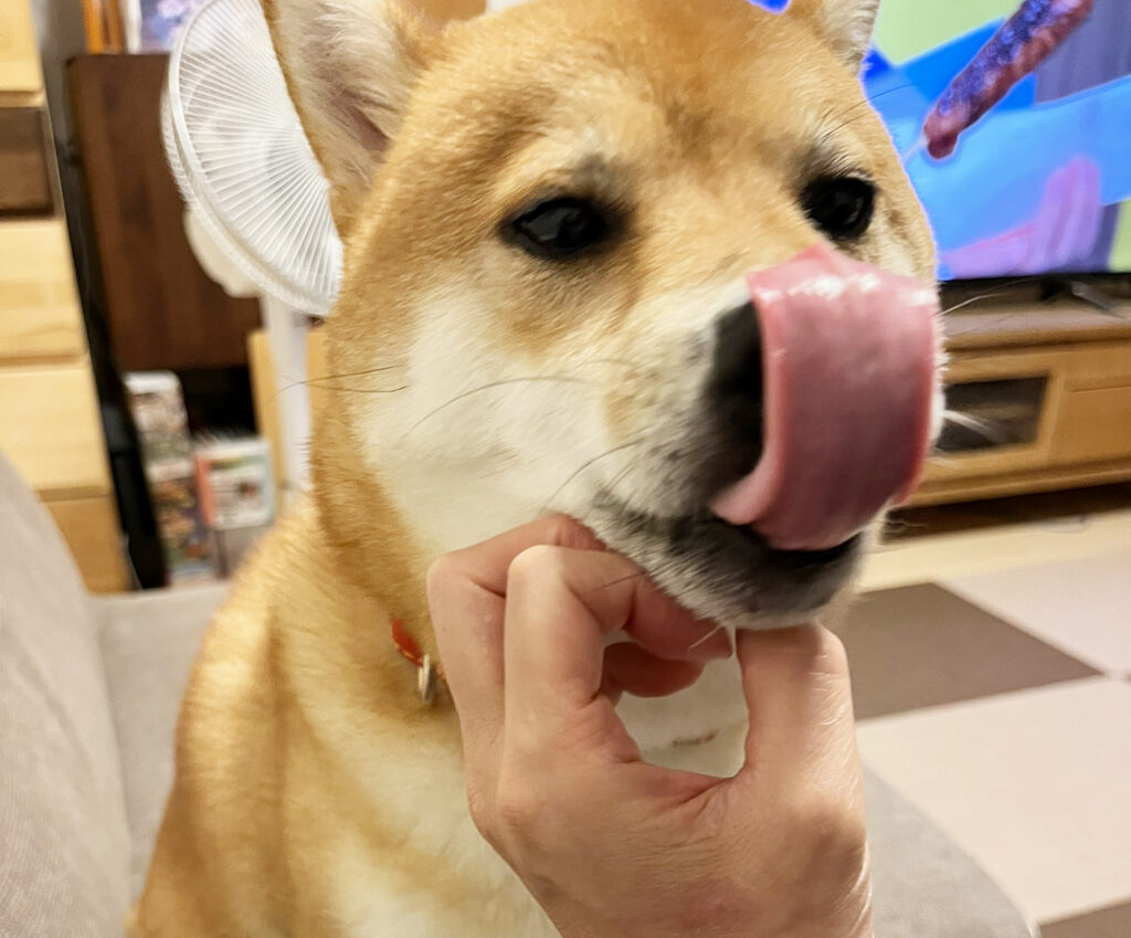 舌を出す柴犬