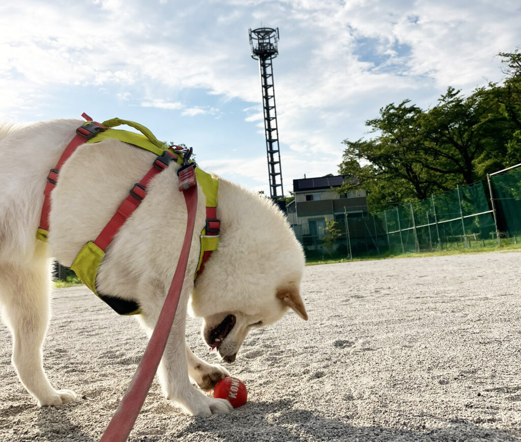 球場の柴犬