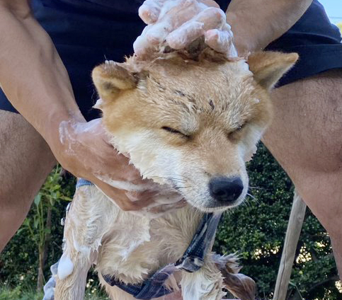 洗われる柴犬