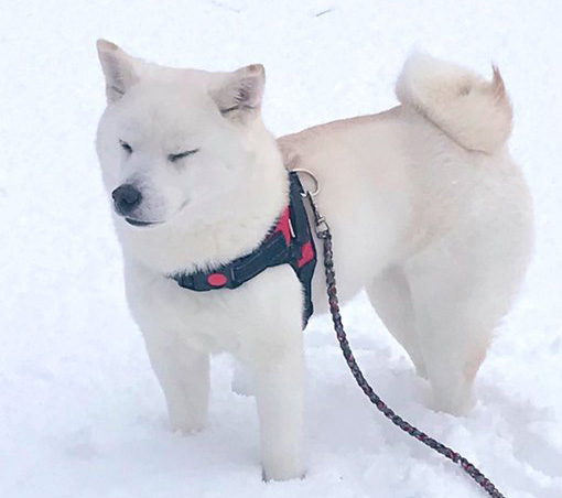 雪の中の柴犬