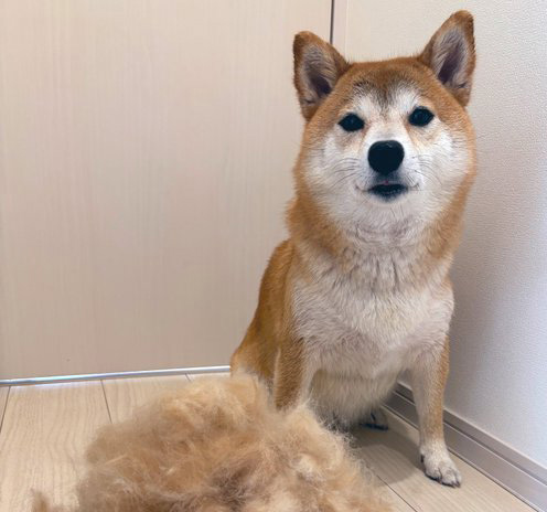 柴犬