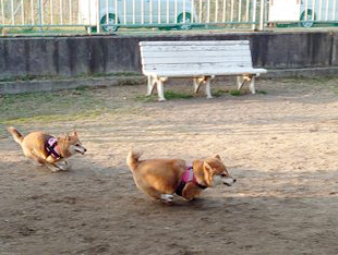 柴犬