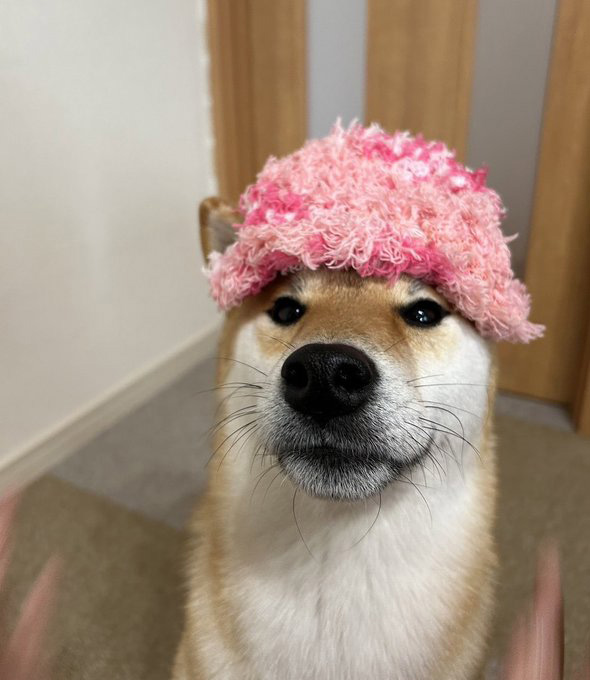 柴犬