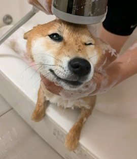 柴犬