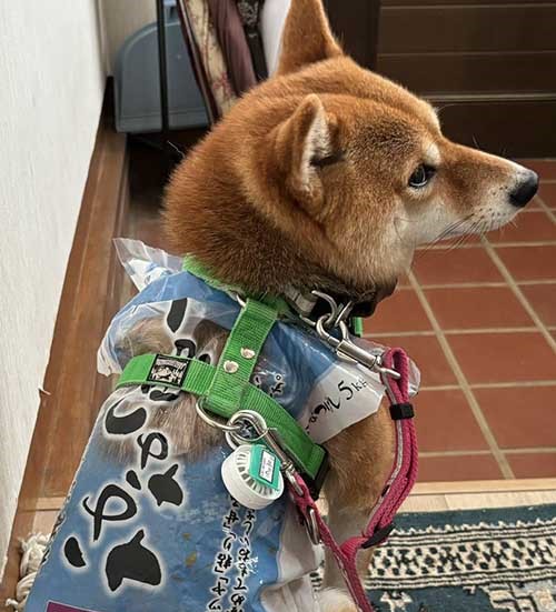 柴犬