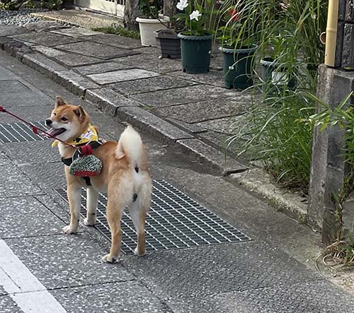 柴犬