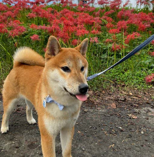 柴犬とヒガンバナ