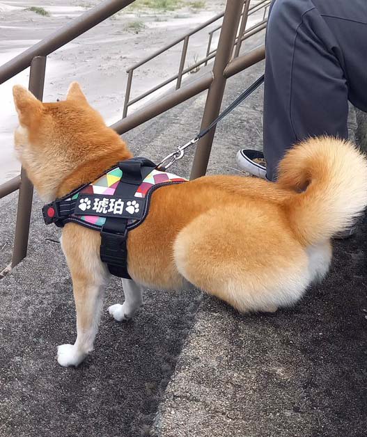 柴犬