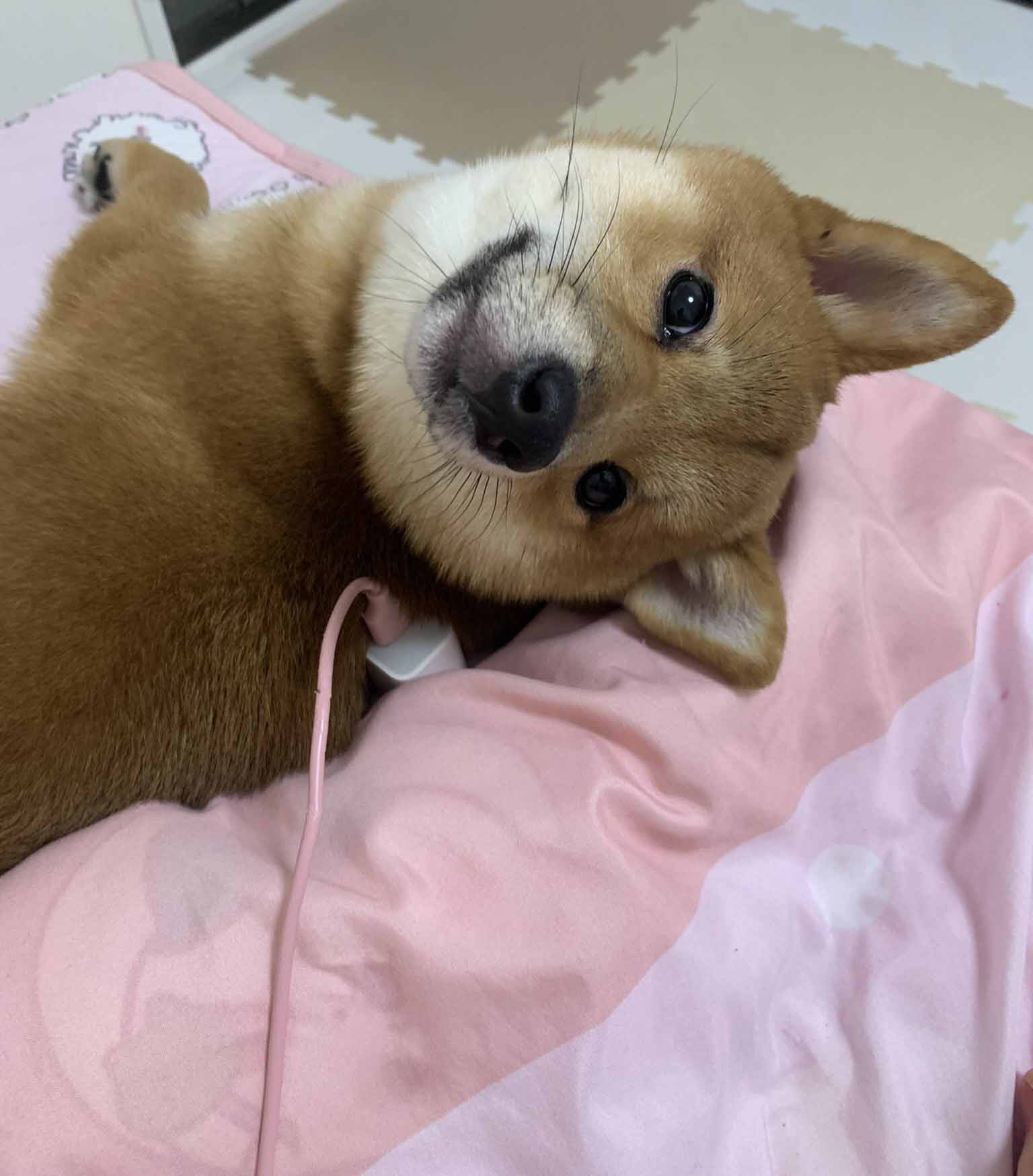 柴犬