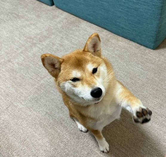 柴犬