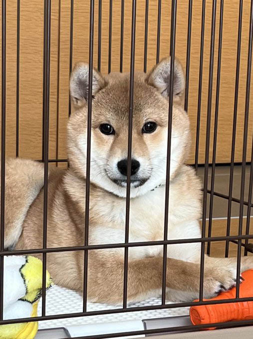 柴犬