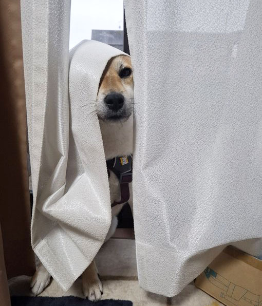 柴犬