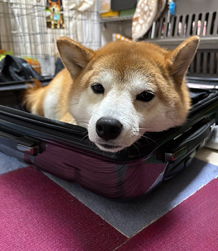 柴犬