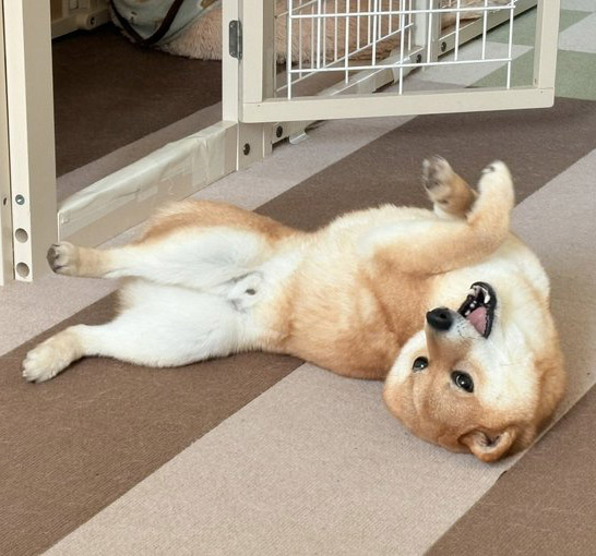 柴犬