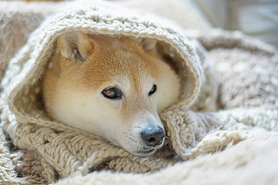 柴犬

